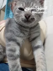  3 توبي كات (بندق) قط جميل جدا وأليف the best cat i have ever seen and i loke it