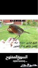  17 يرقات دود القبابي حي ميلوورم mealworm غذاء ممتاز بروتين حيواني لا يسبب التشحيم للطيور والاسمام