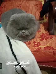  3 قط عمرو سنه