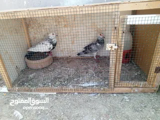  1 جوز كشامره مع فراخهن مع القن والمشربيه للبيع ب12دينار