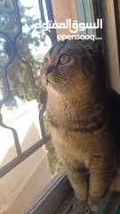  2 سكوتش فولد scottish fold