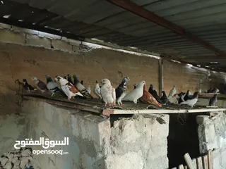  27 انواع حمام مشكلة للبيع