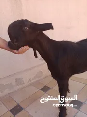  1 بسم الله ماشاء الله ثلاث عنزات شاميات