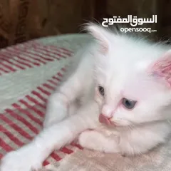  6 ققطط لتبني عمر شهرين ليس شراء