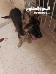  2 جرو جيرمن شيبرد شو لاين