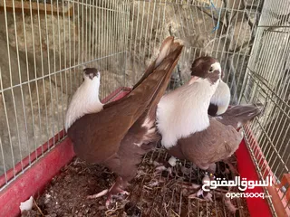  6 جواز حمام للبيع كوم