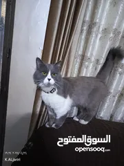  5 قط مكس هملايا اليف  جدا جدا للتبني