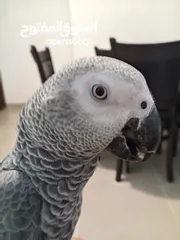  4 كاسكو مزرعة حجل ذهبي