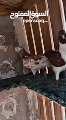  4 تفاصيل بالوصف
