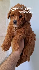  12 toy poodle T_cup now in Jordan  اخر ذكر وأنثى توي بودل بجميع الأوراق