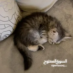  7 قطه للبيع. cat for sale