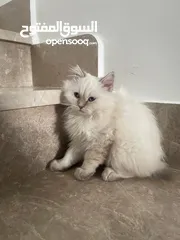  3 قطط شيرازي للبيع