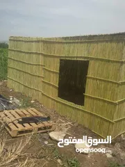  15 قصيب أخضر واصفر لتزيين الحدائق والمنتزهات والجلسات الخارجيه