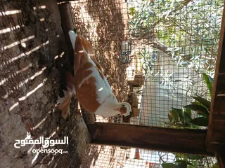  3 حمام ساكسون