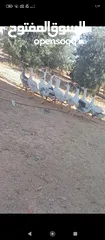  5 فراخ وز للبيع