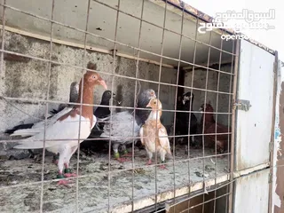  3 حمام للبيع العدد 5
