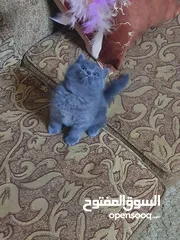  3 سكوتش ستريت