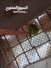  1 ببغاء ماشاءالله