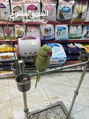  4 كساندرا متميز متكلم بوضوح مواجهة يُرجى متابعة الوصف
