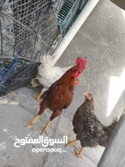  4 بيض عرب ملقح