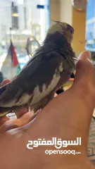  4 ببغاء الليف للبيع موقعه في خلدا
