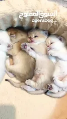  12 Golden pure kitten