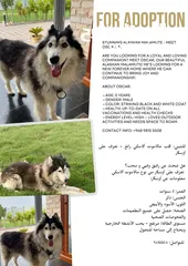  3 للتبني كلب مالاموت الاسكي Alaskan Malamute