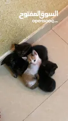  2 5 قطط صغار العمر شهر ونص مع امهم