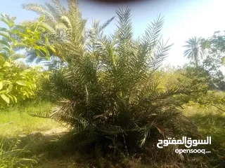  21 ارض للبيع في الحمه الاردنيه مزروع جوافه وكل انواع الحمضيات بثلاثه قواشين مستقلات ومتلاصقات لمالك واح