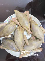  7 طيور ومحاشي جاهزة