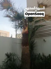  5 لتنظيف النخيل والواشنتونيا والاهتمام بالحدائق والثمار بكافه انواعها