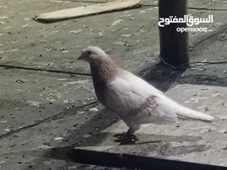  24 حمام للبيع