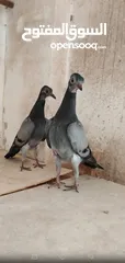  5 حمام شلبي نخب اول شغال