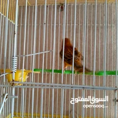  11 كنار للبيع