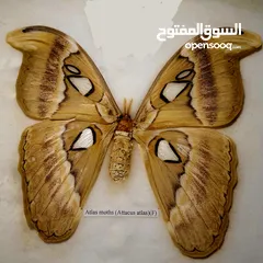  1 فراشة (atlas moth) اكبر فراشة بالعالم للبيع