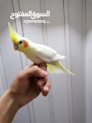  4 كوكتيل اليفات لاتينو عين حمراء