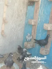  16 حمام للبيع