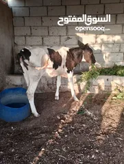  1 بسم الله ما شاء الله  عجله عز المقنوه كفاله من كل شي
