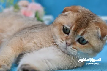  3 Scottish fold