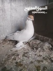  3 طيره بالوني المانية لون اصفر