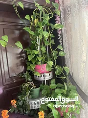  2 نباتات بحاله ممتازه