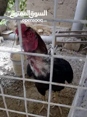  2 ديك وجاجه باكستاني للبيع
