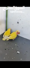  1 فراخ روز لاتينو عين حمرا