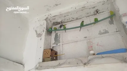  1 طيور الحب البادجي بدل على كنار