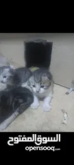  4 قطه مع ابنا ئه للبيع