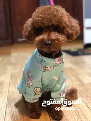  14 toy poodle T_cup now in Jordan  توي بودل تيكب بجميع الأوراق والثبوتيات والجواز والمايكرتشيب