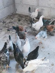  1 فروخ دجاج عماني وحقم تابع الوصف