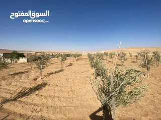 11 مزرعه زيتون