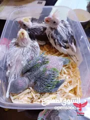  5 يتوفر لدينا مجموعه انواع طيور اليفه  دره اليف  لوري اليف  كوكتيل اليف  روز اليف  حب اليف
