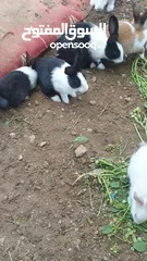  5 ارانب دار حجم صغير وسط
